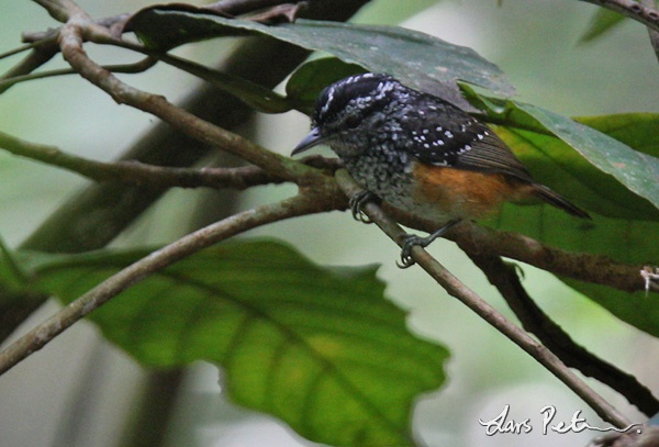 Peruvian Warbling Antbird